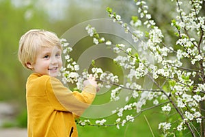 Glad boy admiring blossom cherry tree in sunny garden