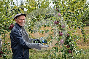 Glad smiling old man gardener dressed in black leather coat and hat stands among his apple garden near a tree and shows