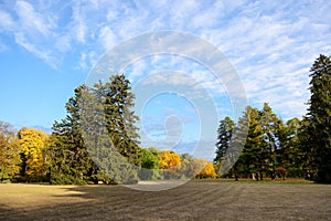 The glade in autumns yellow colors