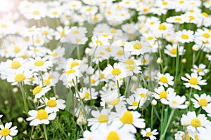 Glade of blooming chamomile or daisies. Beautiful summer meadow with camomiles. Floral background. Selective focus