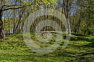 Glade with blooming dandelions in springtime