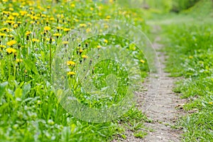 Glade with blooming yellow dandelions. Sunlit dandelions in spring along the road. Natural photophone from medicinal plants