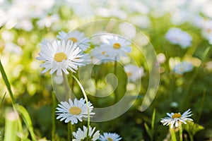 Glade of blossoming daisies
