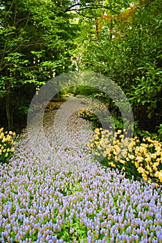 The Glade with blue and yellow tulips in the Netherlands flowers park