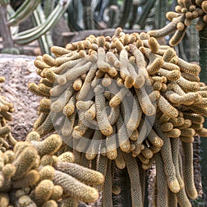 Glade of cacti, Cleistocactus Cleistocactus.