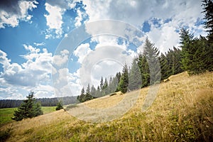 Glade in the Carpathian Mountains