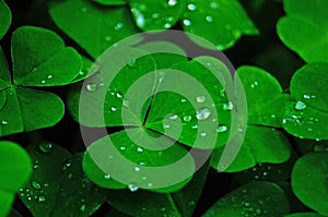 Glade of clover with green leaves with drops of morning dew