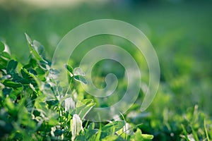 Glade with clover, trefoil, genus Trifoliumat at sunset rays of the sun illuminate the grass and clover. Patrick's