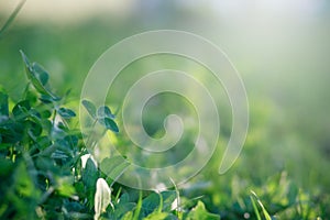 Glade with clover, trefoil, genus Trifoliumat at sunset rays of the sun illuminate the grass and clover. Patrick's