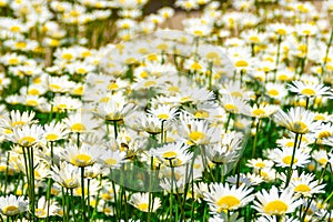 Glade cornflower blooming in a large flower bed, some of the flowers are photographed close-up, green tinting