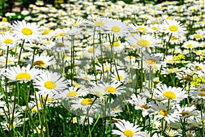 Glade of daisies in clear weather under the dazzling bright summer sun