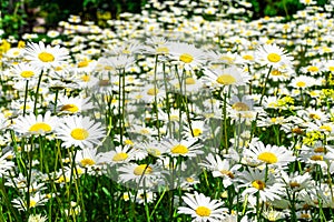 Glade of daisies in clear weather under the midday dazzlingly bright summer sun