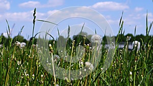 Glade dandelion disbanded in early summer in the park