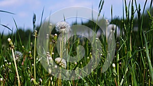 Glade dandelion disbanded in early summer in the park