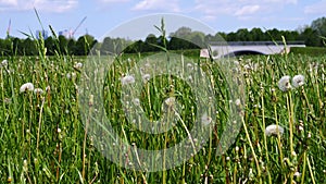 Glade dandelion disbanded in early summer in the park