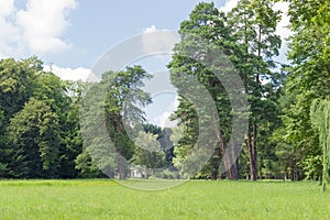 Glade among a deciduous and conifers trees in a park