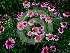A glade of echinacea flowers is located in the garden