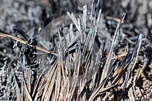 Glade after a fire with burnt grass closeup. Neglect of nature. Forest fires