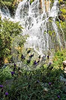 Glade with flowers on the background of a waterfall in the mountains of Armenia.