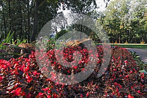 Glade of flowers of red begonia. Red flowers background with red shimmery wax begonia semperflorens cultorum