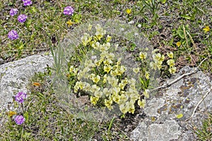 Glade of flowers Violet Altai Viola altaica Ker Gawl., Genus Violet family