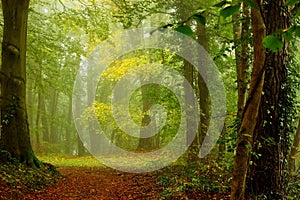 Glade in the forest in a autumn morning with fog