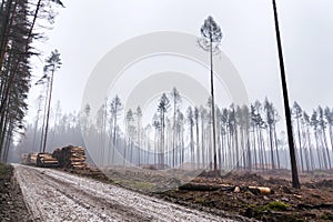 Glade or forest clearing with solitary larch and pine trees at bark beetle calamity area, spruce timber crisis