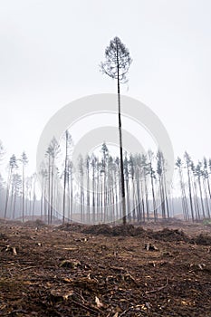 Glade or forest clearing with solitary larch and pine trees at bark beetle calamity area, spruce timber crisis