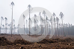 Glade or forest clearing with solitary larch and pine trees at bark beetle calamity area, spruce timber crisis