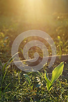 Glade in the forest with a flowering lily of the valley at sunrise