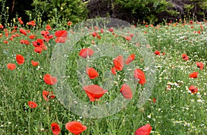 Glade in the forest with red poppies.