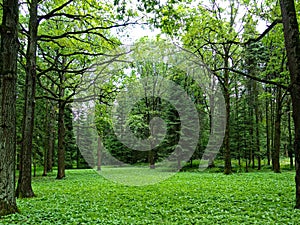 Glade in the forest with trees and sky in Moscow botanical garden, Moscow Russia