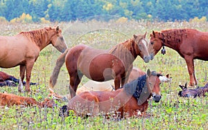 Glade with a herd of horses