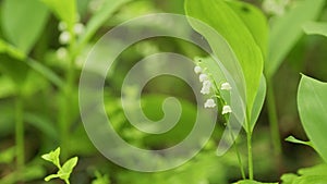 Glade of lilies of valley growing in spring among trees. Convallaria majalis. Slow motion.