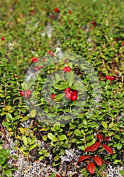 Glade(meadow) of foxberry in the forest