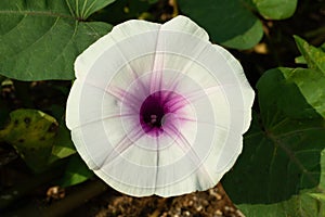 Glade Morning Glory, Bejuco de Puerco, flower, white, pink, violet color photo