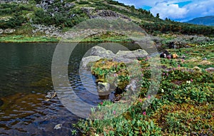 Glade of multi-colored mountain flowers yellow pink on the shore of a clean mountain lake in siberia, stones