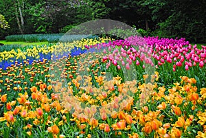 The Glade with multicolor tulips in the Netherlands flowers park