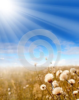 The glade with native-grasses, sun beams