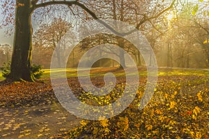 Glade of the old park lit by the autumn sun, scenic view of sunbeams passing through morning mist