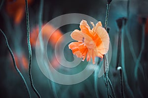 Glade of orange poppy flowers on a natural background