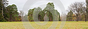 Glade in park on background of conifers and deciduous trees