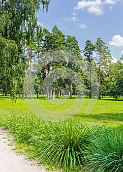 Glade in the park