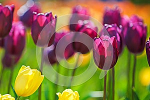 Glade of red and purple fresh tulips. Colorful tulips in the garden photo