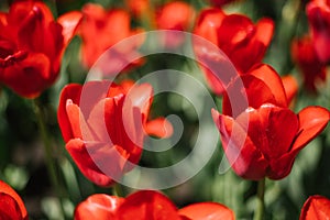 Glade of red tulips. Flowers in the park on a flower bed. Natural background and texture