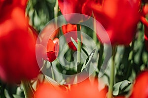 Glade of red tulips. Flowers in the park on a flower bed. Natural background and texture