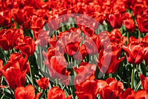 Glade of red tulips. Flowers in the park on a flower bed. Natural background and texture