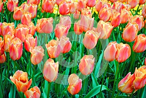 The Glade with red tulips in the Netherlands flowers park