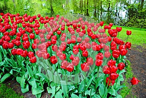 The Glade with red tulips in the Netherlands flowers park