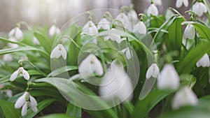 Glade of snowdrops in the forest in early spring. First spring flowers - snowdrops, gimbal shot